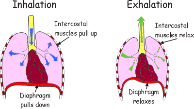 breathe breath diaphragm lungs intercostal exhalation muscles when air respiratory system does chest breathing inhale inhalation exhale gif gcse move