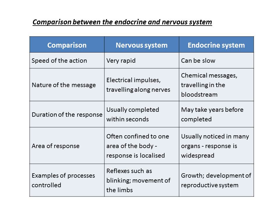 Image result for comparison of the endocrine system and nervous system