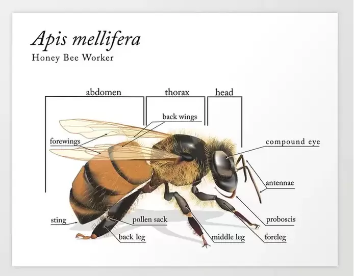 https://www.sciencesfp.com/uploads/2/1/5/9/21597828/published/anatomy-of-a-bee-prints.webp?1580731988